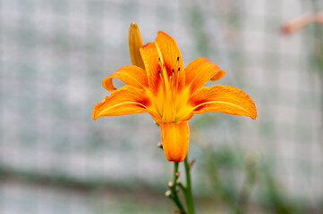 Hemerocallis fulva ornamental day lily flower in bloom, park ornamental flowering plant with orange flower