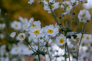 Anemone hupehensis praecox white petal simplicity beautiful flowers in bloom, windflowers flowering plants in the garden