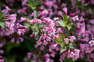 Weigela florida tango cultivated small flowering shrub, purple pink small flowers in bloom on branches