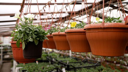 Hanging flower pots with petunias in greenhouse