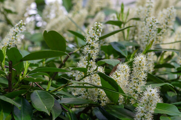 Prunus laurocerasus cherry laurel flowering plants, group of white flowers on bush branches in bloom, green leaves