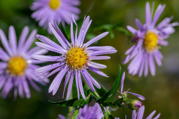 Symphyotrichum novi-belgii flowering plant, beautiful summer autumn rich petal flowers in bloom