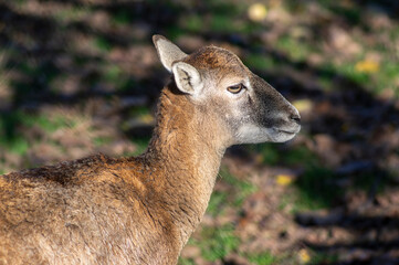 Wild mouflon sheep, one female grazing on pasture in daylight during summer season, green meadow, wild animals