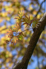 Acer palmatur smooth japanesse maple in bloom with bright colors foliage, deciduous flowering ornamental palmate small tree