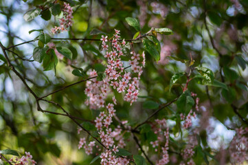 Prunus padus colorata pink flowering cultivar of bird cherry hackberry tree, hagberry mayday tree in bloom in sunlight