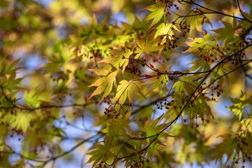 Acer palmatur smooth japanesse maple in bloom with bright colors foliage, deciduous flowering ornamental palmate small tree