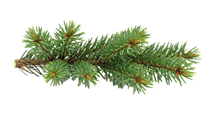 Young spruce branch with vibrant emerald green needles and textured brown bark, extending horizontally on a seamless transparent background, concept of pristine natural vitality