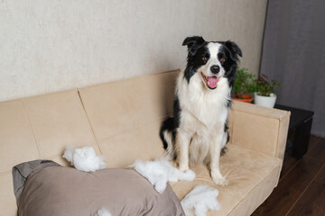 Naughty playful puppy dog border collie after mischief biting pillow sitting on couch at home. Guilty dog and destroyed living room. Damage messy home and puppy with funny guilty look