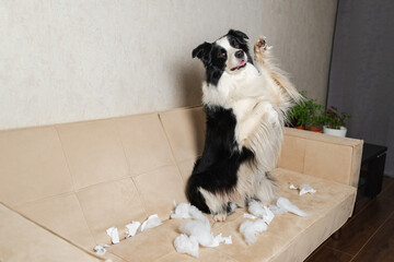 Naughty playful puppy dog border collie after mischief biting paper sitting on couch at home. Guilty dog and destroyed living room. Damage messy home and puppy with funny guilty look