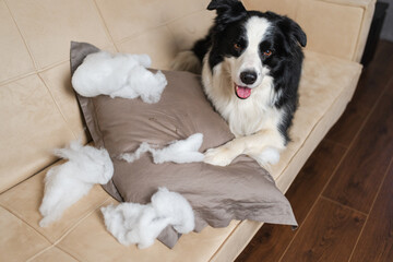 Naughty playful puppy dog border collie after mischief biting pillow lying on couch at home. Guilty dog and destroyed living room. Damage messy home and puppy with funny guilty look