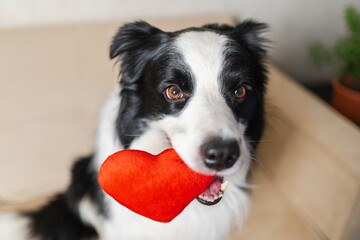 St Valentines Day concept. Funny cute puppy dog border collie holding red heart in mouth smiling at home indoor background. Lovely pet dog in love on valentines day gives gift. Love lovesick sorry