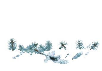 Lush blue-green pine/fir branches heavily laden with transparent snow and shimmering hoarfrost, against a transparent background with copy space. Tranquil winter holiday concept