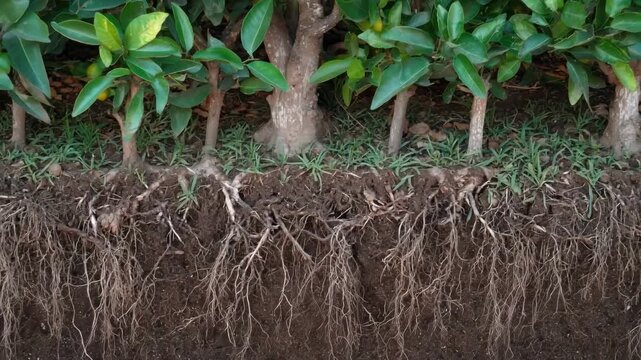 Medium shot of citrus tree roots showcasing deep root growth with rich soil layers emphasizing stability and nutrient absorption for robust plant development.