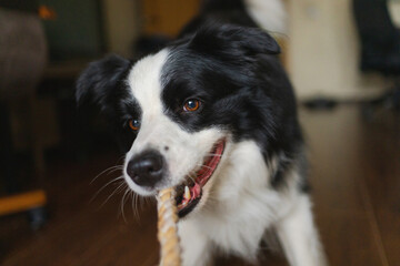 Pet activity. Funny puppy dog border collie holding toy rope in mouth playing at home indoors. Owner hand playing with dog at home. Dog wants to playing with owner. Love for pets friendship companion