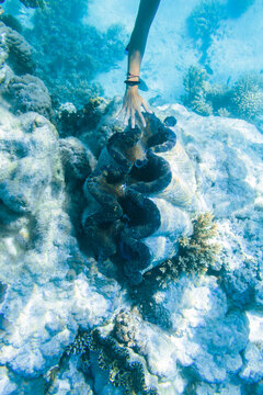 Woman reaching giant clam shell underwater, Cook Islands