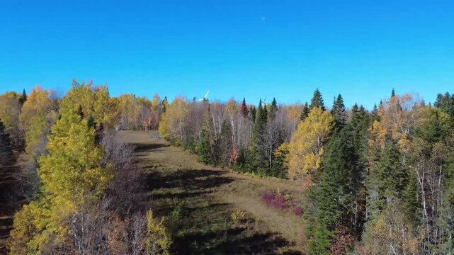 A multitude of wind turbines appear on the horizon atop a hill where the forest dons its autumn colours under a cloudless blue sky. Matane, Gasp&eacute; Peninsula, Quebec, Canada, 2025.