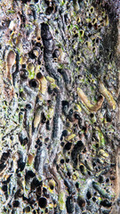 Pieces of wood eaten by shipworm turu (Teredo navalis), saltwater clam, marine bivalve molluscon, It has made tunnels in floating or submerged timber. Littoral zone of the Banda sea. Indonesia © max5128