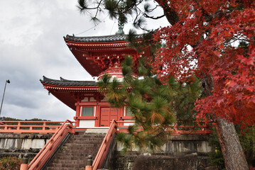 大覚寺　心経宝塔とモミジ(京都市右京区)
