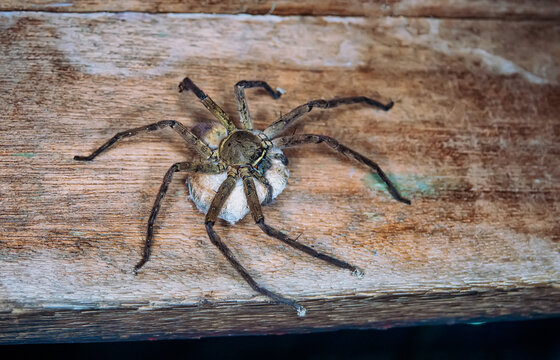 A giant wood spider, crab spider guarding a cocoon with offspring Huntsman spiders (Sparassidae, Palystes) preference for woody places. Island of Bunaken in Indonesia