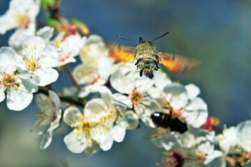 Obraz premium hummingbird hawkmoth (Macroglossum stellatarum). Nectar-collecting insect on a branch of a flowering mirabalan. Crimea