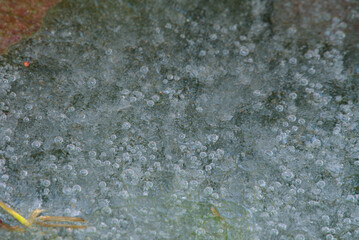 Obraz premium The world of plants hibernated in ice