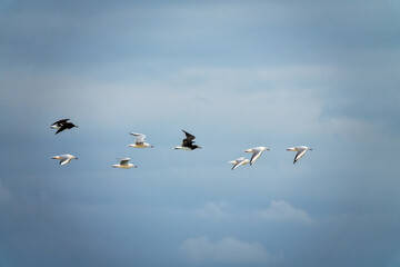 A mixed flock of seagulls flies along the Gulf of Oman in winter - slender-billed gull (Chroicocephalus genei, Larus genei) and Hemprich's gulls (Adelarus hemprichii, Larus hemprichii)