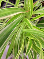 Obraz premium Detailed view of a spider plant with long green and white variegated leaves growing outdoors in a garden providing a fresh and natural green background for landscape decoration