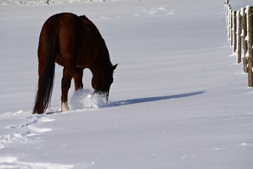 Braunes Pferd sucht im Neuschnee nach Gräsern © Grubärin