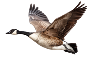 Canada Goose Flying with Wings Spread in Blue Sky