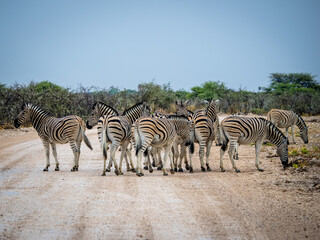 Obraz premium zebras crossing the road
