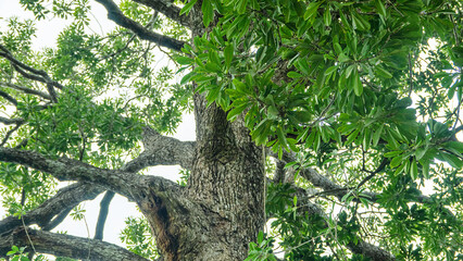 Fototapeta premium Tall-stemmed trees, lofty tree in the rain forest of Borneo island. 3,000 tree species, including 267 from the Dipterocarpaceae family. It like Hopea