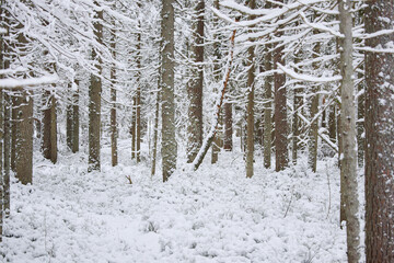 it is snowing heavily in the park, large flakes of snow are slowly falling on tree branches, no people