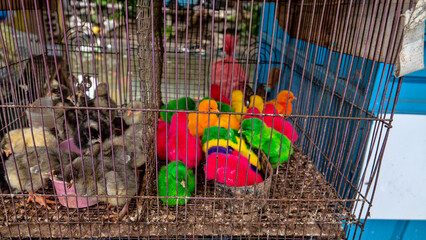 sale of chickens at the market. Painted chickens to attract customers as decorative © max5128