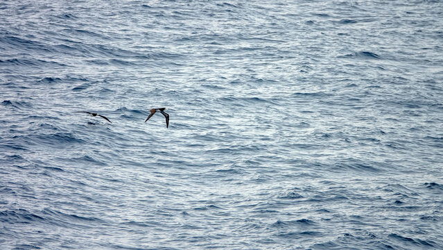 Tropical seas. Views of the Bali Sea from the ship in winter,summer in the southern hemisphere. Indonesia. Brown booby (Sula leucogaster) flies fishing