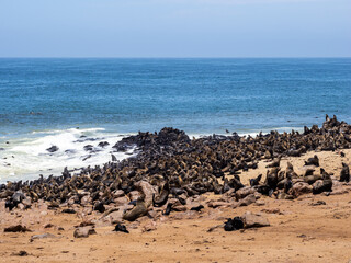 seal colony at cope cross