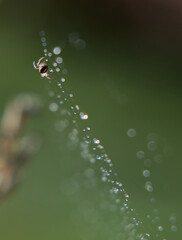 Tiny Spider on Dewy Web with Soft Bokeh