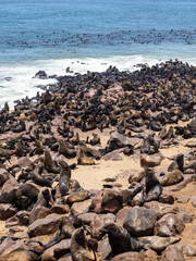seal colony at cape cross