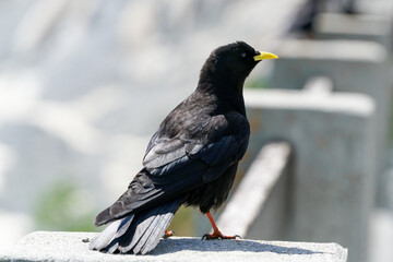 A black bird with yellow beak stands on a rock in front of a mountain