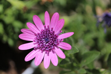 Fototapeta premium A top-down view of a purple flower in the garden