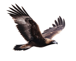 Fototapeta premium Wedge Tailed Eagle Flying with Wings Spread
