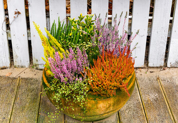 Autumn garden. Blooming heather in the flowerpots