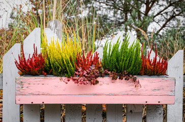 Autumn garden. Blooming heather in the flowerpots