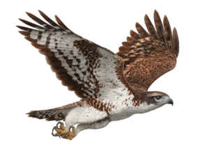 White Chested Eagle Preparing to Land