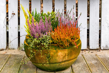 Autumn garden. Blooming heather in the flowerpots