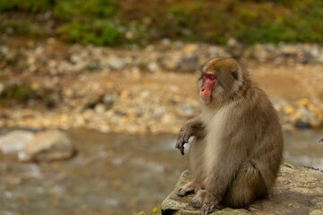 Obraz premium Monkey Sitting on Rocky Outcropping in Japan