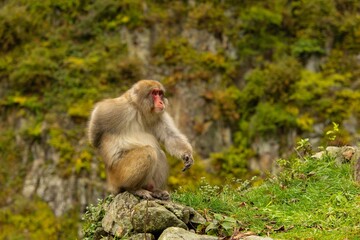 Fototapeta premium Monkey on Rocky Outcrop in Japan