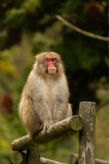 Fototapeta premium Monkey on a fence in Japan