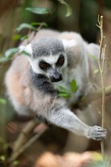 Fototapeta premium Ring tailed lemur reaching for branch in forest, close view of face, eyes and fur, shallow depth of field with green foliage background.