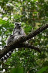 Fototapeta premium Lemur perched high on branch, relaxed posture and banded tail hanging down, natural woodland setting with soft light.