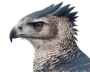 Crowned Eagle Close Up Head Shot